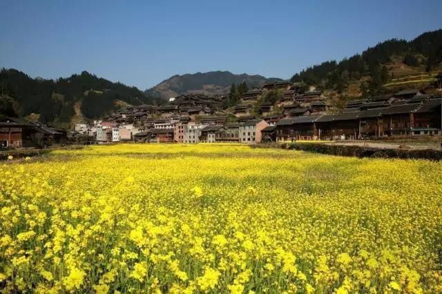 《贵州油菜花打卡指南》出炉！抓紧时间奔赴花海吧~