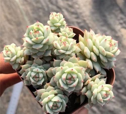 此款多肉，如夜色一般温柔，养护好气质独特迷人，值得拥有