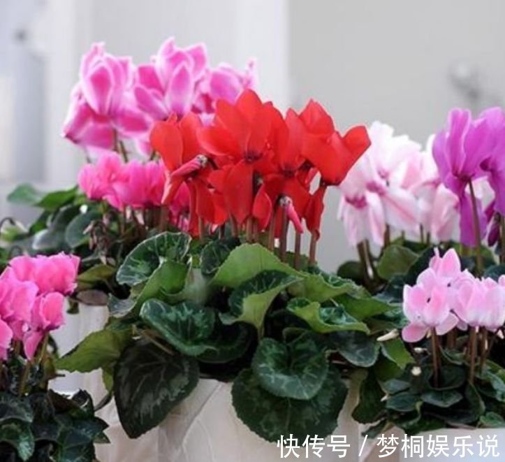 仙客来|开花最香的4种花，家里养一盆，开花多、长得快，花团锦簇