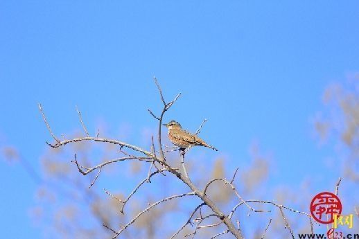 宁静又纯粹 冬日植物园展现别样画卷