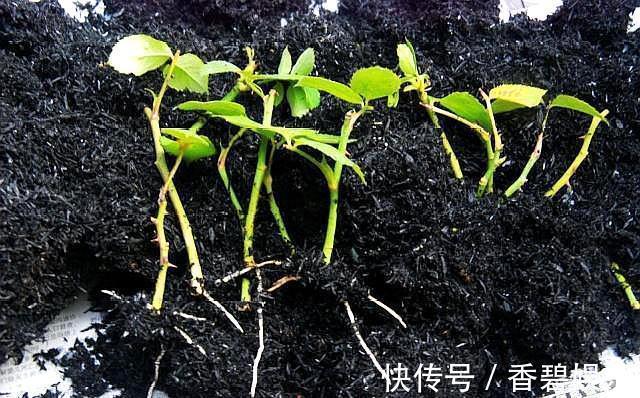 三种自制生根剂,扦插花卉时使用,快速冒出大白根,不比买的差!