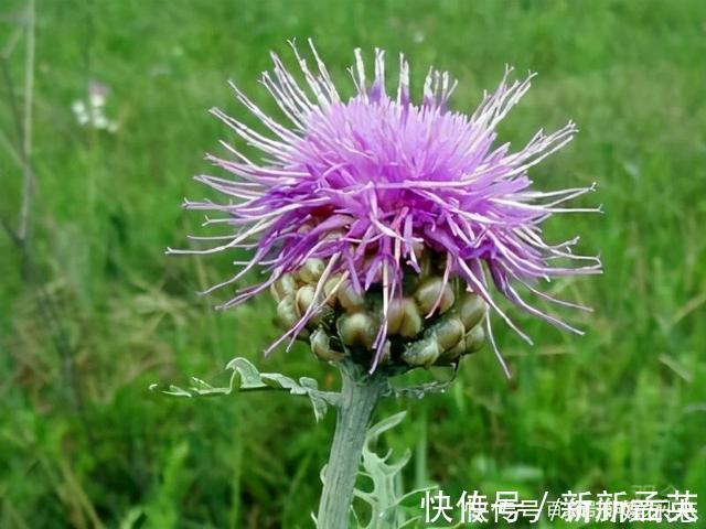 养护|路上遇这“三种花”马上挖回家，遇水易疯长，古代大户人家最爱养