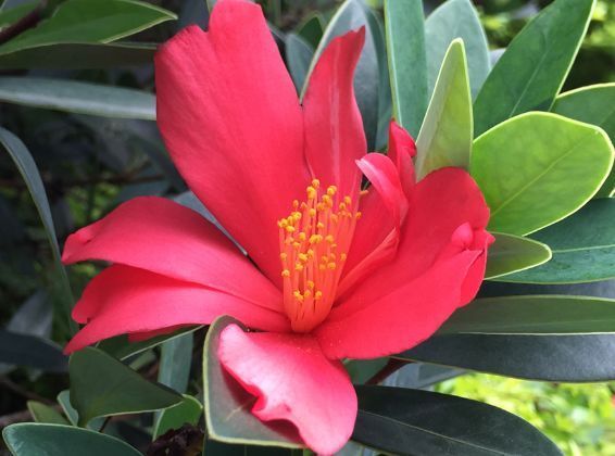 春天最好养的几种花,放在阳台一晒就爆盆,美翻天