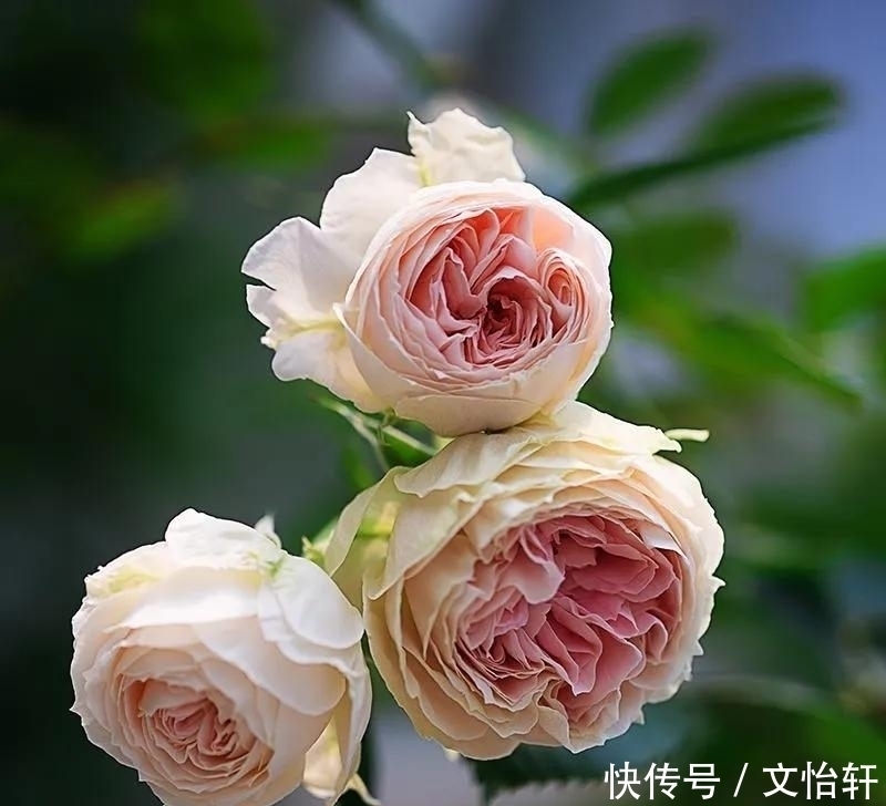 品种|100个月季品种，千姿百态，每个都很漂亮，图名并茂，值得收藏