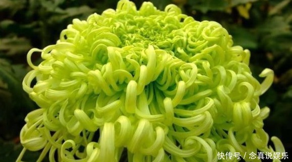 优良|新手养护花卉,不如养盆优良名菊,比玫瑰好看,青翠欲滴的花