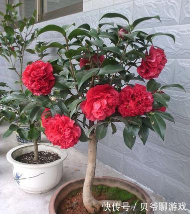 要像茶花养得好,记住以下这点,花开爆盆