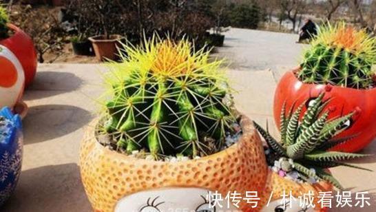 根系|仙人球也养不活别中了商家的“猫腻”，这种球，谁养也难活