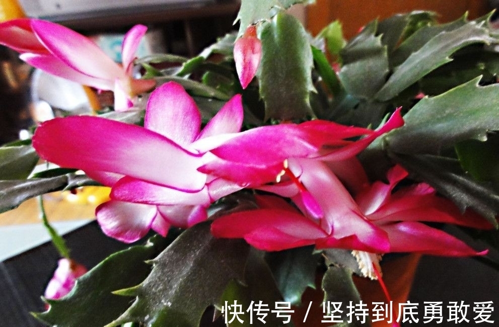植物|在八月，若做到这三个点，你的“蟹爪兰”将会长得更好更美