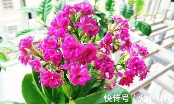 黄豆|李小姐养“长寿花”，只是加个“它”，盆盆“开满”花，美爆了！