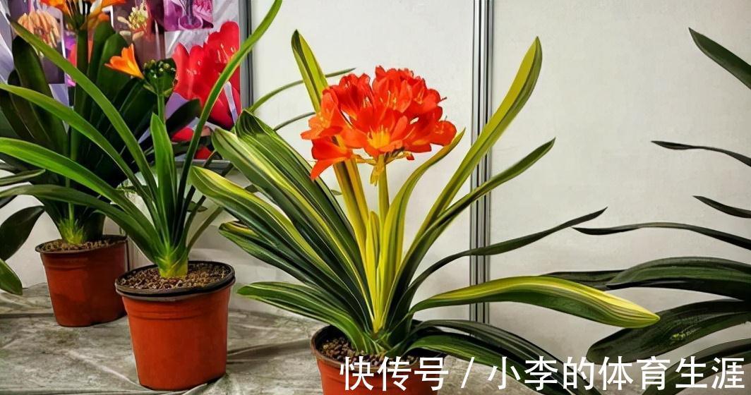 龙骨|9种花好养又吉祥,却是“穷苦命”,小盆少水多晒晒,反而长得旺