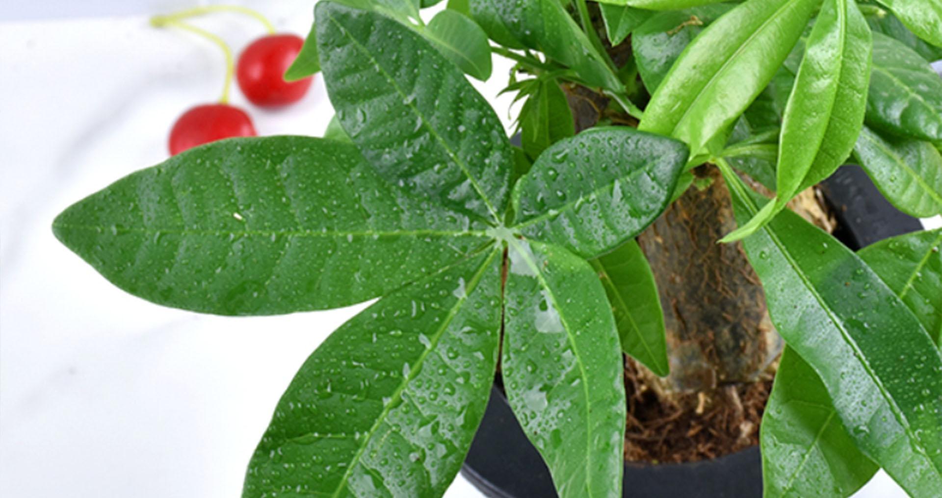 财树|冬季养护发财树,掌握越冬“4要素”,抗寒性增强,减少伤亡