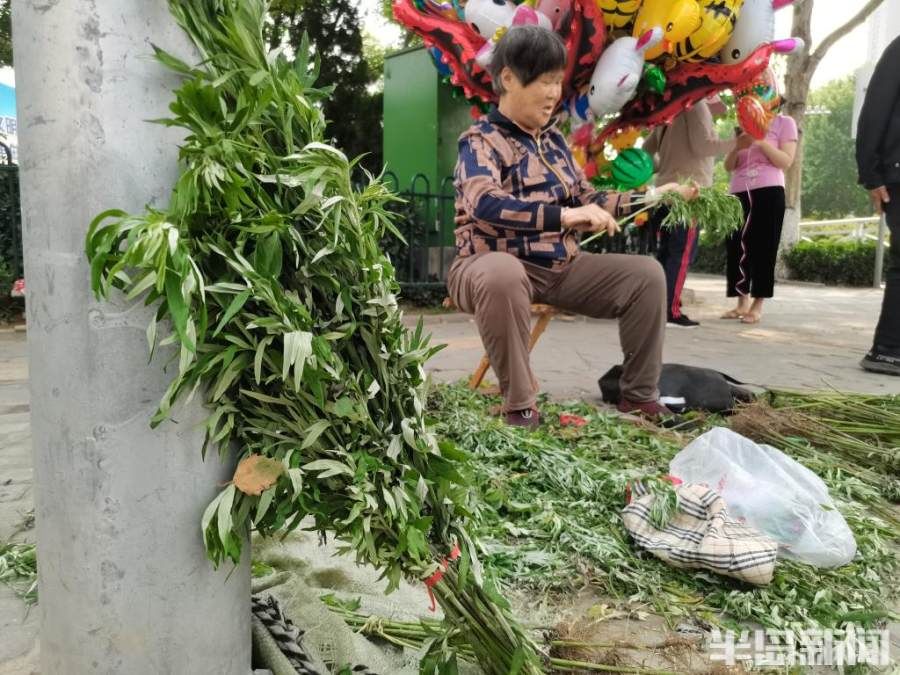 端午|端午到，艾草香