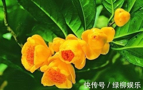 金花茶|它是真正的“花茶”，开出盏盏黄花，摘一朵就能泡