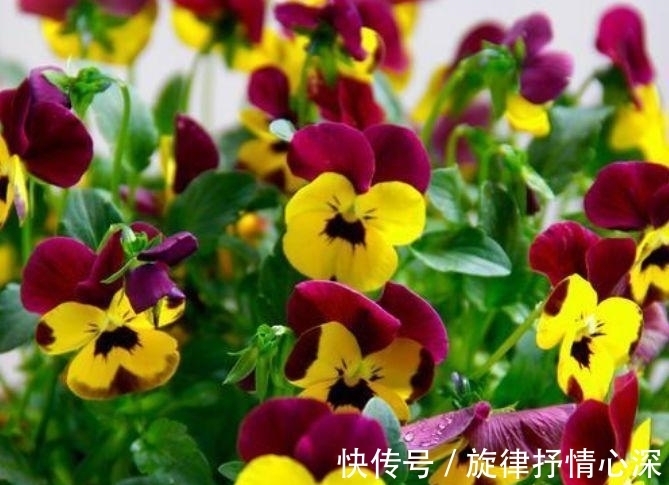 花朵|最有仙气的4种花,迷人的花朵,阵阵花香,花朵大!