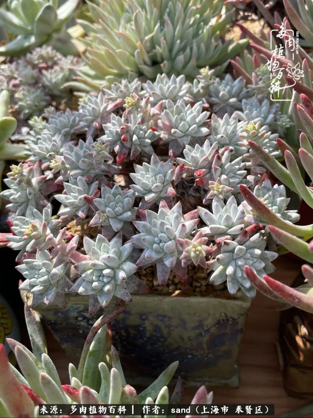 带着200多盆多肉，三个月搬两次家，是一种怎样的体验