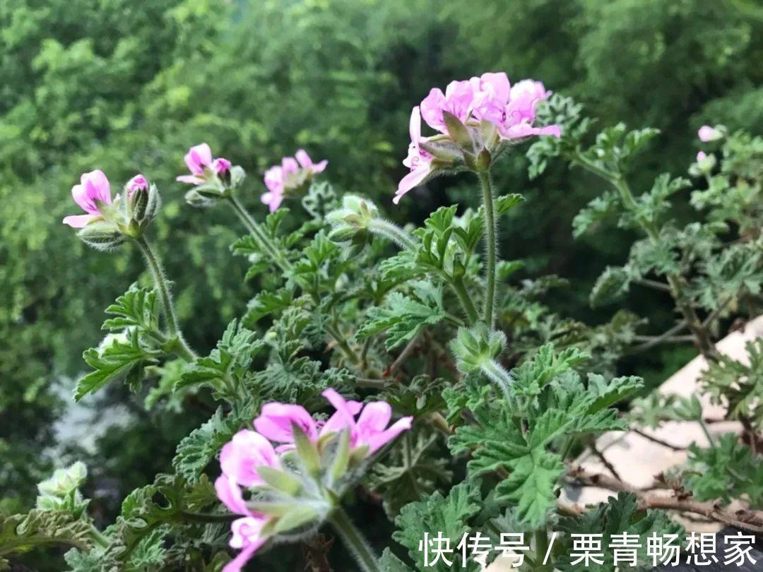 薄荷|7种花插土里,立马长满院子,蚊虫不敢靠近!