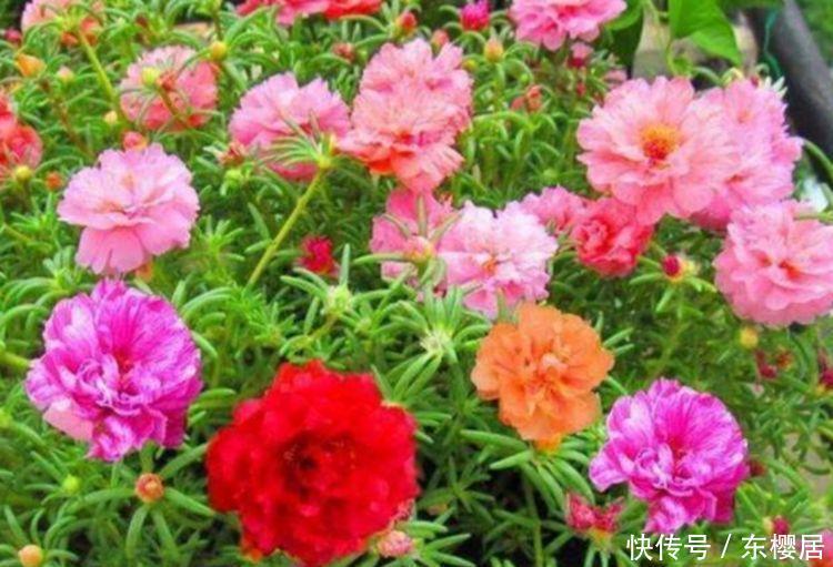 4种花被称为开花劳模，365天开花不断，花朵烂漫迷人