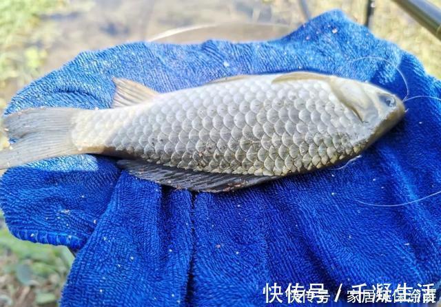 材料|自制钓鱼小药“香虎酒”，仅需2种材料，再也不担心烧手