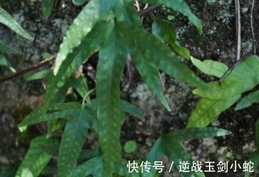 鸡爪|形状酷似“鸡爪”,繁星点点,可遇不可求