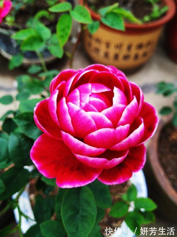 此款盆栽植物，花朵像牡丹，又美又香，四季都开花，很值得栽种