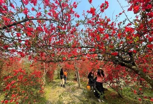 2000亩海棠花开成海 都江堰春日姹紫嫣红