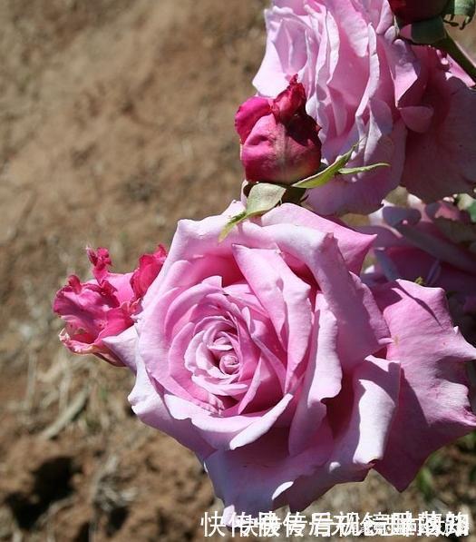 月季|20款紫色月季品种。浓香、抗病非常好养，天然紫色唯美盛开