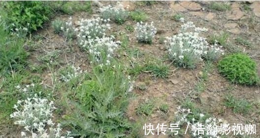 小花|1种野草称“牛不吃”，对“青春痘”有奇效，如今50一斤也难买