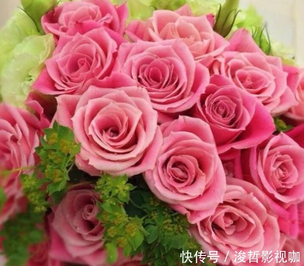 梦一场|“精品玫瑰”泰姬,花开如美姬,清奇美丽,可以说是养花必备!