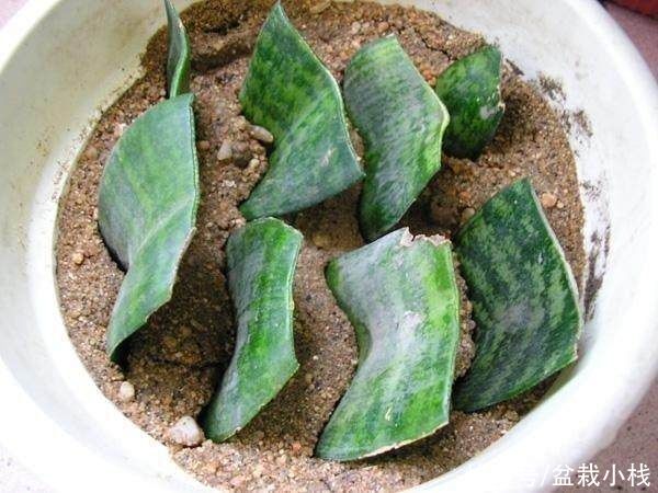 虎皮兰|养花6年，总结出这几个“坑”，建议新手花友看看