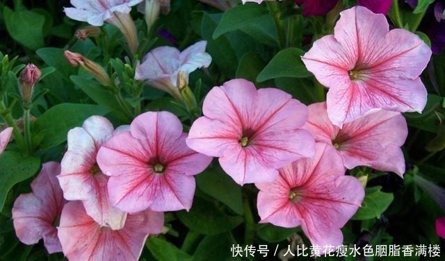花色|喜欢养护花卉,就选择花期长,花色艳,美丽漂亮能爆盆的5种花卉