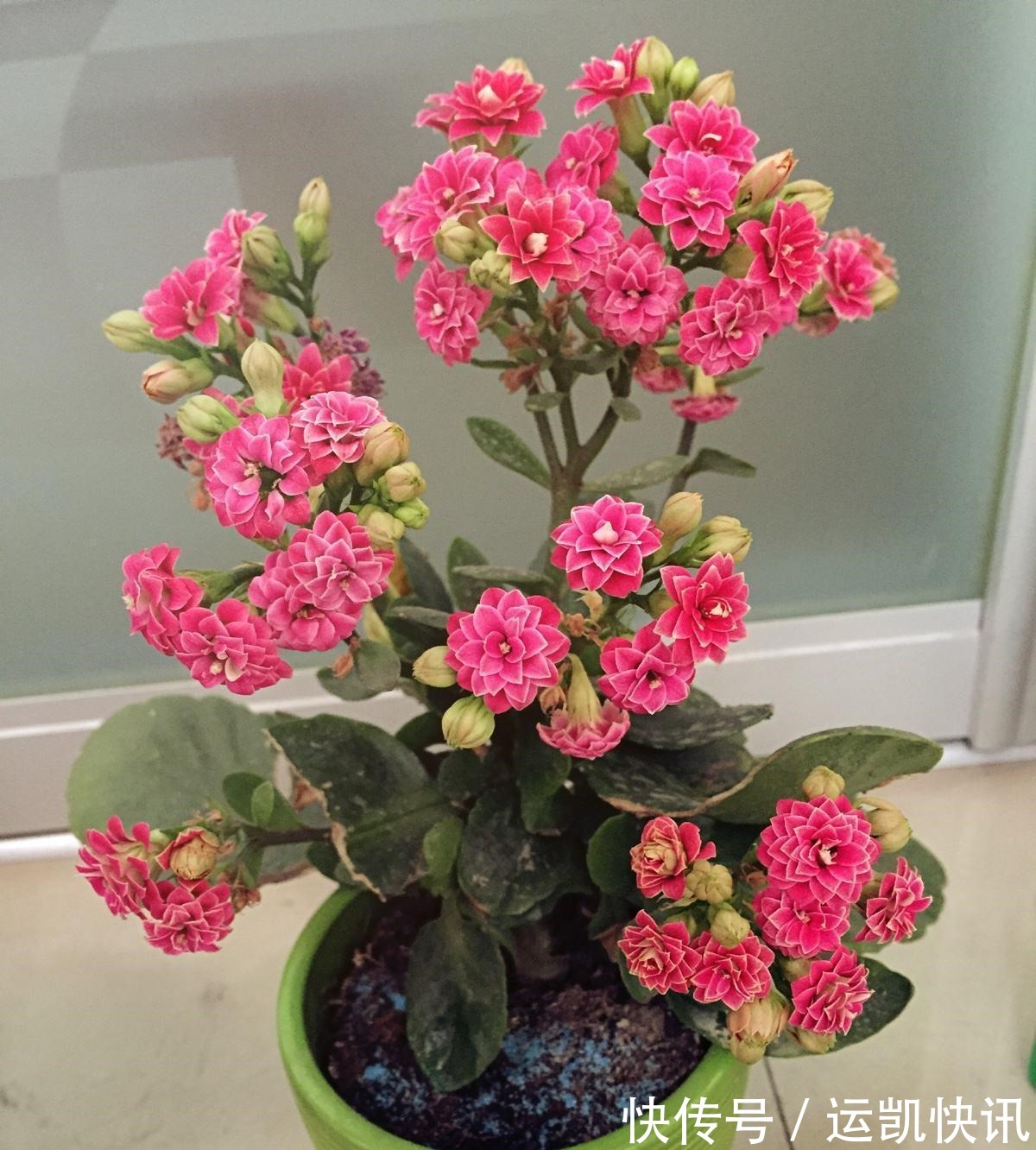 养花试试这几款，花朵凌寒而开，清新超俗的美