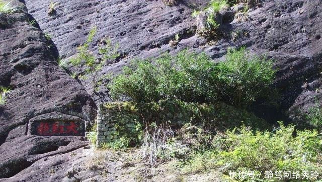 中国最珍稀的植物,曾一根分枝都能卖20多万,现在有钱也买不到