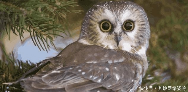 夜猫|俗语：“夜猫不进无病家，燕子不入苦寒门”，古人智慧让人佩服