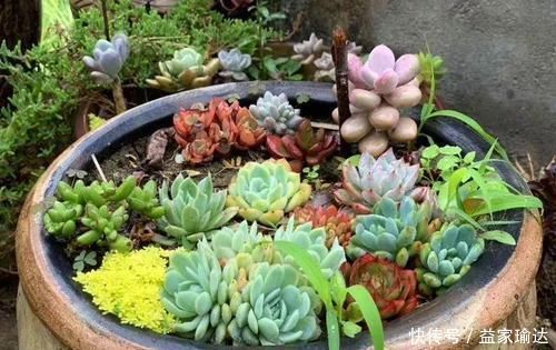 养护|去一趟花市,没花1分钱,捡来一堆花,养30天长成旺盛盆栽