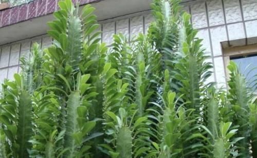 花卉|逛花市，看到“1种花卉”，记得买回家，被称为“镇宅花”，好养