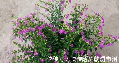 赏花|不能错过世上开花时间最长的四种花卉，一年四季天天能赏花