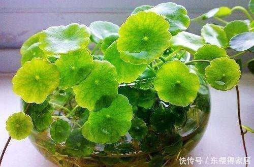 指甲花|“4种花”花期长达300天,好养又漂亮,财源滚滚来,还很好养!