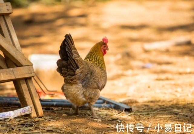 翻身|这些生肖2022年强势翻身，人气旺盛，财业利好，大财小财进口袋