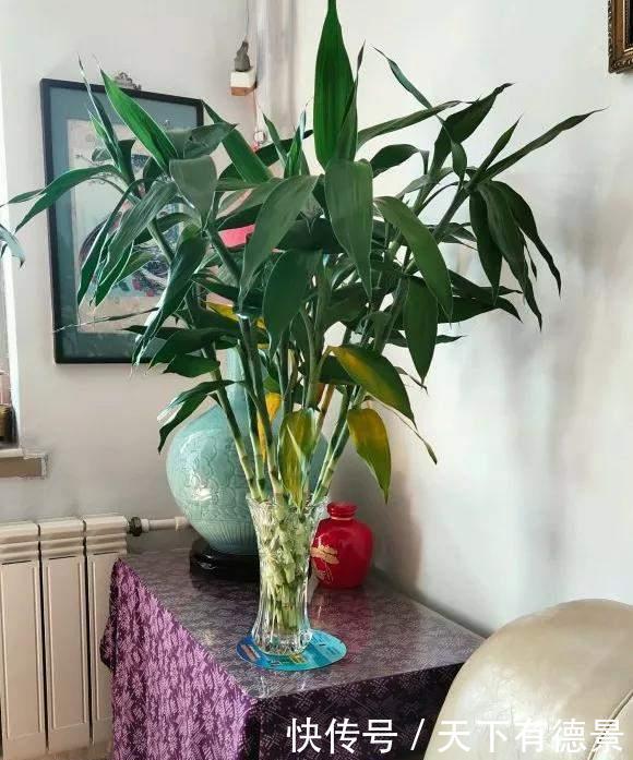 富贵竹|富贵竹黄叶黑杆,水里加点料,2周生根冒新叶!