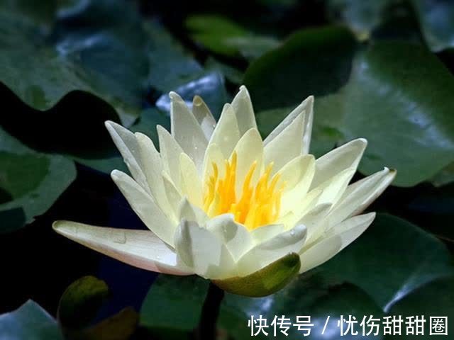 处女座|9月，运势红火，鸿运当头，吉星照耀，3星座天降祥瑞，旺上加旺