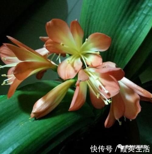 啤酒|君子兰风信子夹箭不开花,简单1招,把花拽出来!