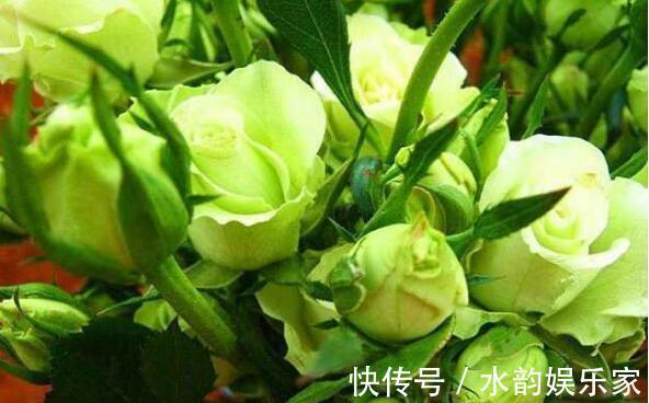 夏季|夏季养花不妨选“它”花语永不老去的爱情,开花颜色特殊