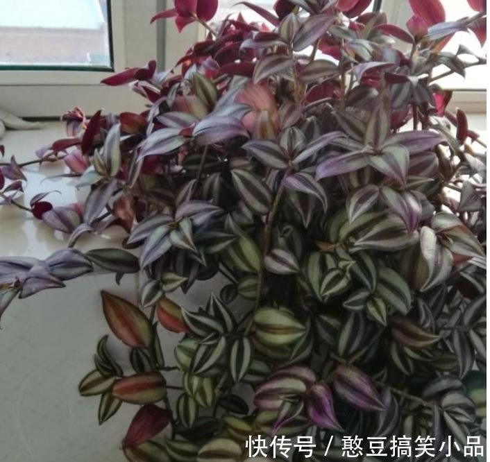 4种花好养易活,旺财又养人,叶子漂亮,还能开花,懒人最适合!
