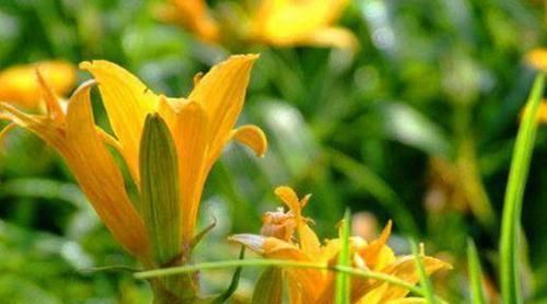 排毒|想健康先会吃,常吃3物,健胃消食,补肝养血,促进身体排毒