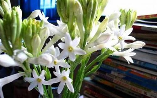 晚香玉是生产许多著名香水的原料