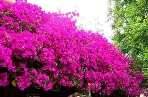 极其耐旱|这些特耐旱的盆栽植物,养室内干旱几周都不会挂