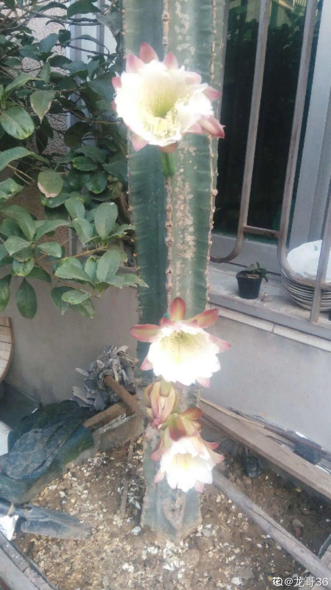 叶子|家里养棵“丑八怪”,霸气镇宅,越养越爱