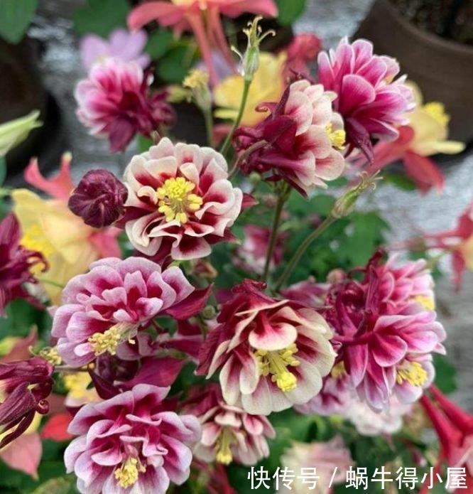 春季逛花市,邻居只买“4种花”,花香飘满屋,开花繁盛,很喜庆