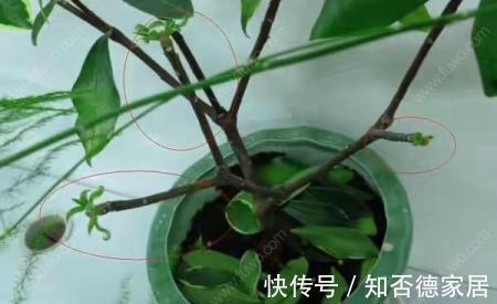 枝条|金边瑞香怎样修剪造型好看,金边瑞香这样剪错不了