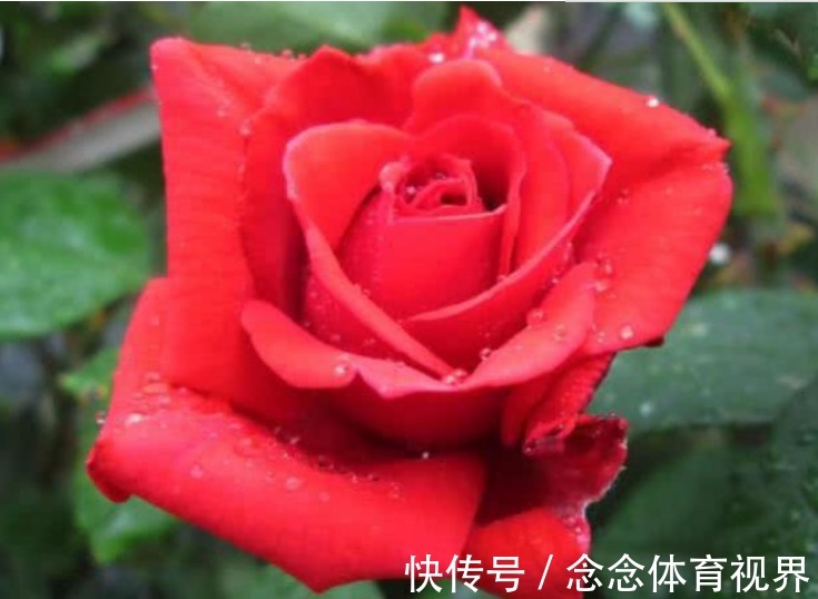 世上“公认最美”的2种花,谁见了都喜欢,第一种已经被迷住了!